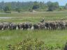 Plowing-the-rice-padi.jpg