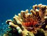 coral.jpg