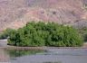 small_island_trees.jpg